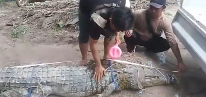 Umpannya Tupai, Buaya Kolong Tono Yang Menyerang Agus Salim Berhasil di Tangkap Warga